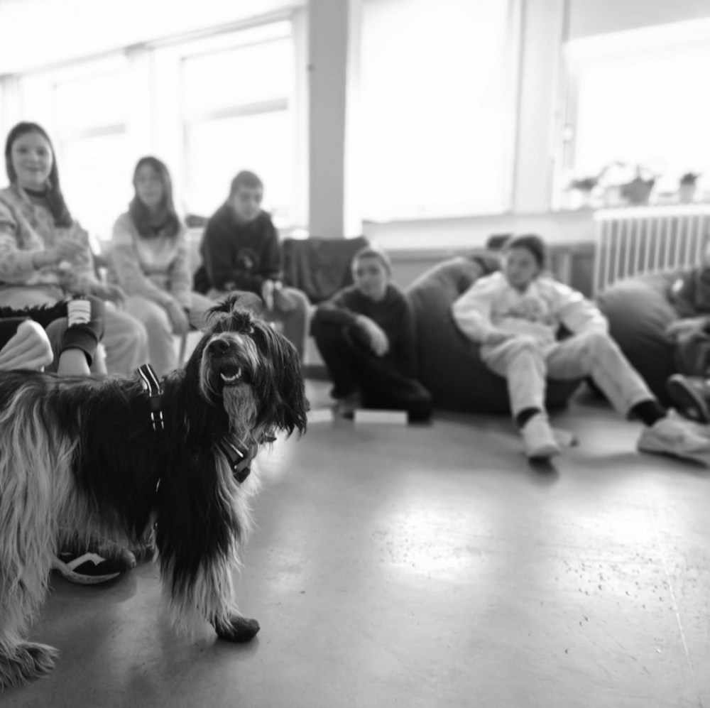 « Un chien pour apprendre » : un projet de médiation animale